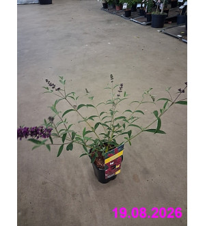 Buddleja dav. 'Royal Red' C 1,4 L